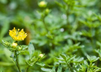As quatro plantas que afastam carrapatos nos animais de forma natural