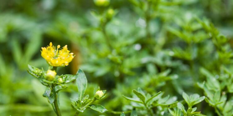 As quatro plantas que afastam carrapatos nos animais de forma natural