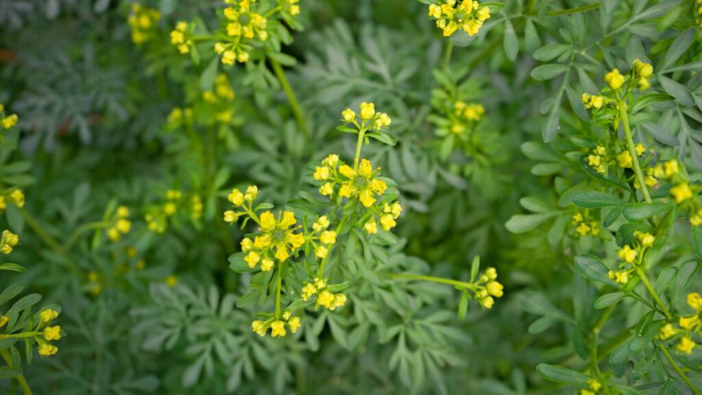 O que significa quando sua planta de arruda morre