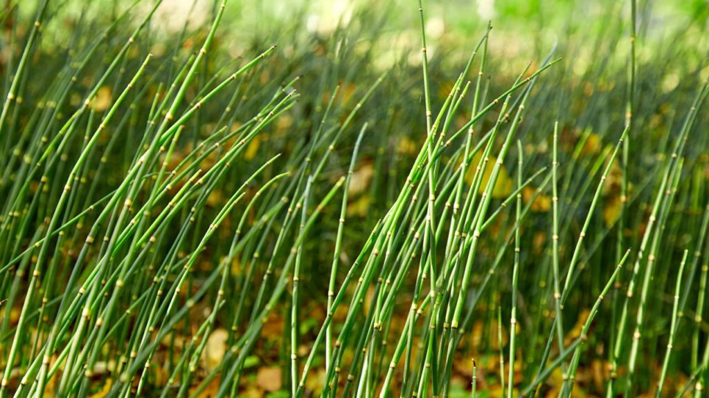 Benefícios incríveis da cavalinha que você precisa conhecer