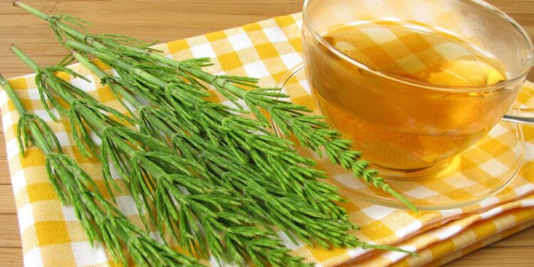 Benefícios incríveis da cavalinha que você precisa conhecer