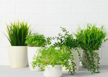 Melhores plantas para ter na cozinha, segundo Feng Shui