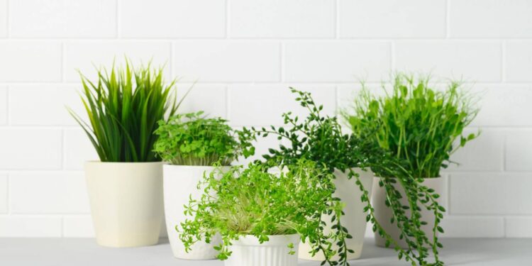 Melhores plantas para ter na cozinha, segundo Feng Shui