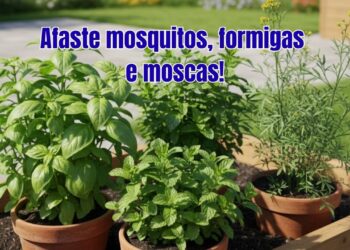Estas plantas repelentes funcionam contra mosquitos, formigas e moscas