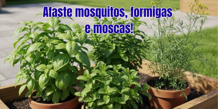 Estas plantas repelentes funcionam contra mosquitos, formigas e moscas