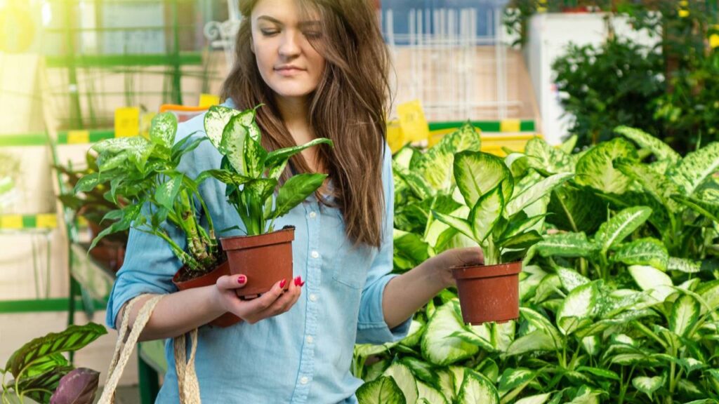 Plantas que ativam a área do sucesso, segundo Feng Shui