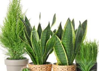 Nem natural, nem artificial: essa planta é perfeita para quem quer praticidade e beleza