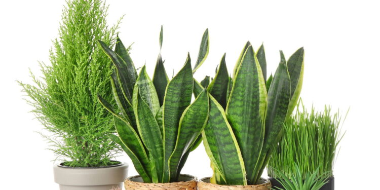 Nem natural, nem artificial: essa planta é perfeita para quem quer praticidade e beleza