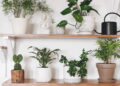 Plantas que combinam com seu signo e refletem sua energia