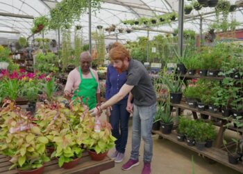 Nem química forte, nem produto caro: a solução que fortifica suas plantas.