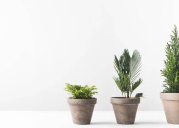 Seu signo revela: qual tipo de planta é ideal para você