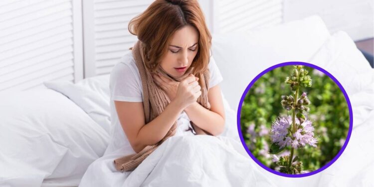 Poejo ajuda a tratar gripes e tosses de forma natural