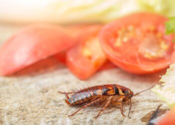 Guardar alimentos neste tipo de pote ajuda a prevenir as pragas na cozinha