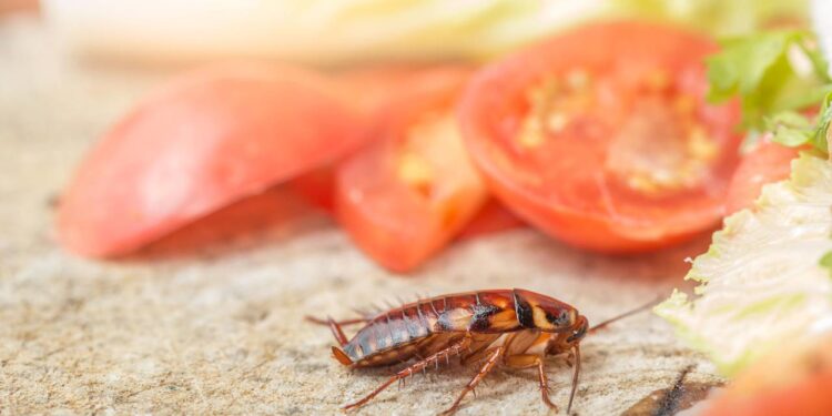 Guardar alimentos neste tipo de pote ajuda a prevenir as pragas na cozinha