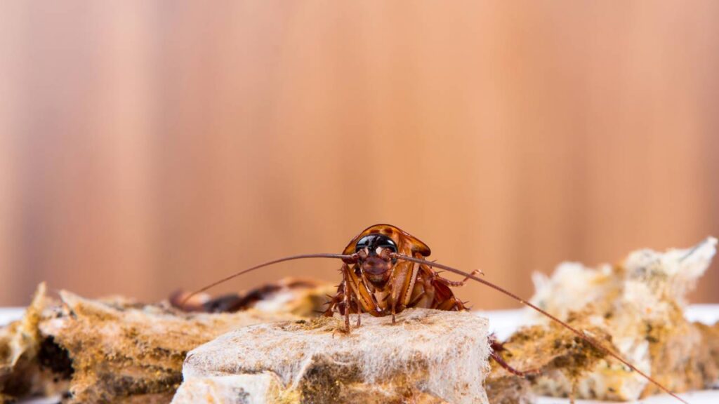 Verão favorece a proliferação de pragas urbanas ao combinar calor, umidade e hábitos que aumentam abrigo