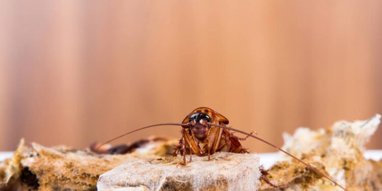 Sinais discretos de que sua cozinha pode estar com pragas escondidas