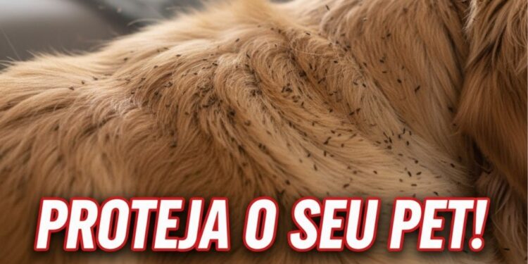 Aprenda a reconhecer os primeiros sinais de pulgas e evite um surto no seu pet