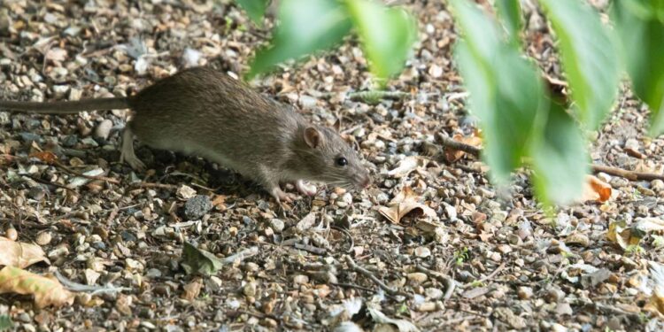A planta que repele os ratos naturalmente do seu jardim
