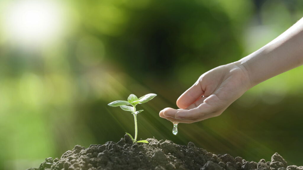 Casca de banana com vinagre, a mistura para usar na limpeza e nas plantas