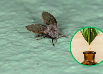 Essência natural que perfuma e afasta pragas do banheiro