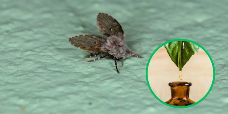 Essência natural que perfuma e afasta pragas do banheiro