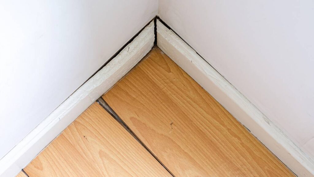 Como evitar que cupins destruam sua cozinha silenciosamente