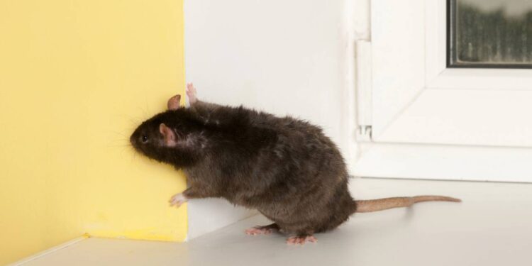 Aromas que manterão os roedores longe de sua casa