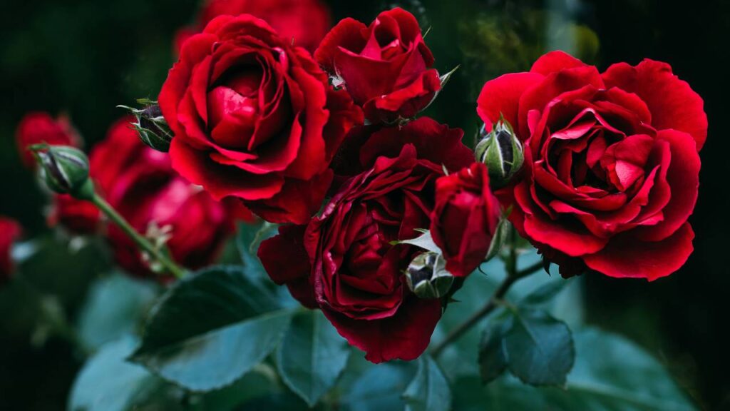 Saiba qual planta atrai amor, de acordo com Feng Shui