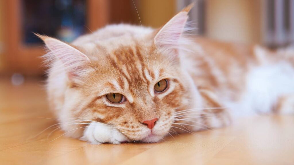 Especialistas revelam como os gatos lidam com o luto de um companheiro ou dono