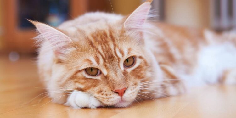 3 nomes criativos para gatos inspirados na cultura geek