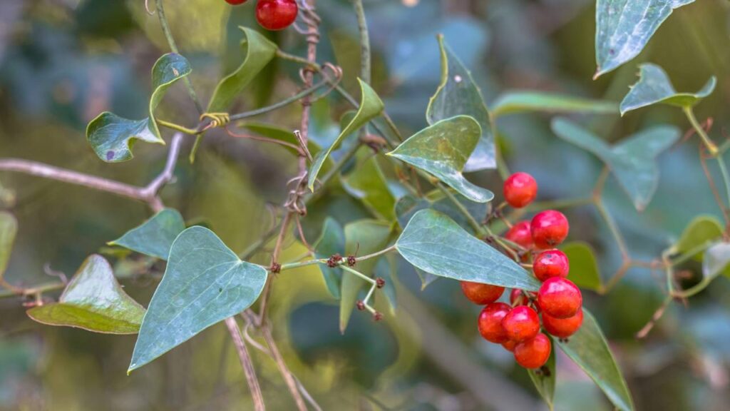 Esta planta medicinal pode reduzir inflamações e equilibrar o metabolismo