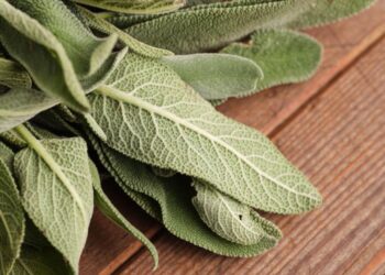 Como plantar sálvia para afastar moscas e equilibrar a energia do ambiente