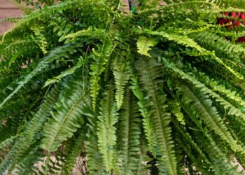 Como ter uma samambaia gigante, verde e cheia de vida