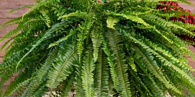 Como ter uma samambaia gigante, verde e cheia de vida