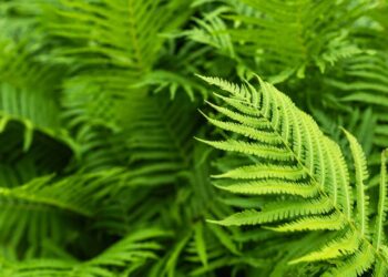 A planta que você com certeza viu muito enquanto brincava na casa da sua avó