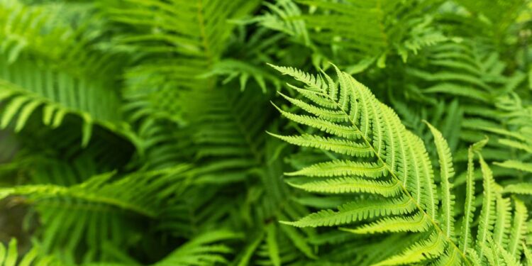A planta que você com certeza viu muito enquanto brincava na casa da sua avó