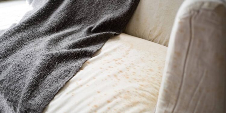 Truque caseiro para eliminar o mofo do sofá rapidamente