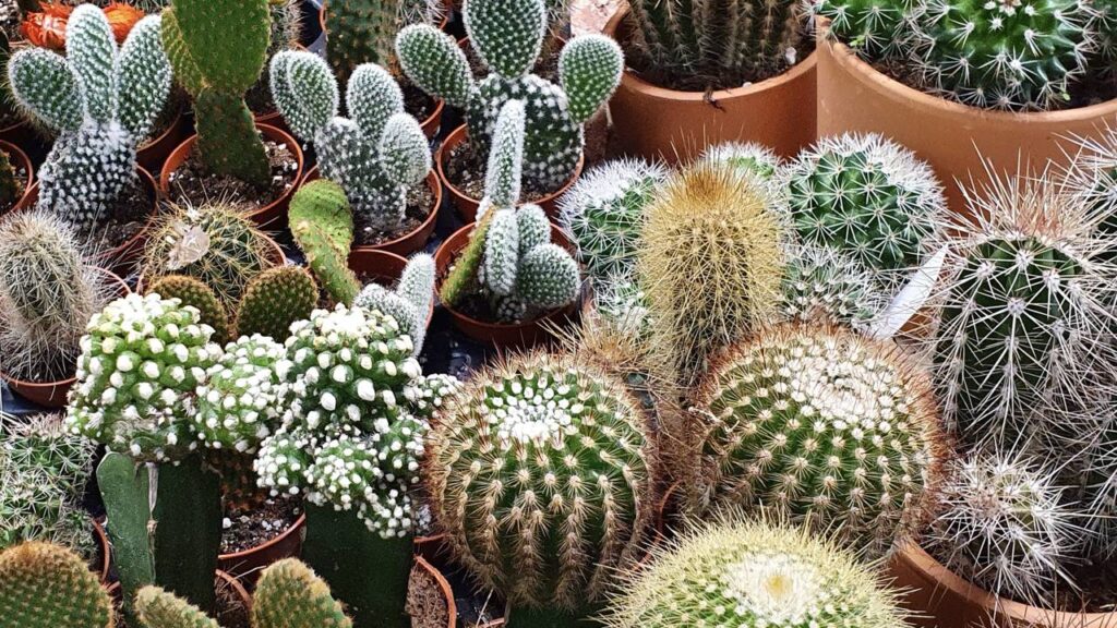 Signo de Touro ama plantas resistentes e cheias de beleza natural