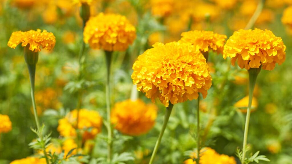 Plantas que afastam pragas de hortas e ainda atraem polinizadores