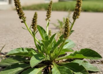 Tanchagem virou aliada natural para quem busca equilíbrio e bem-estar