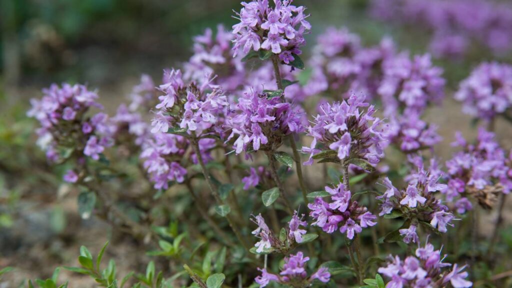 3 plantas rasteiras que acabam com formigas no quintal de forma natural