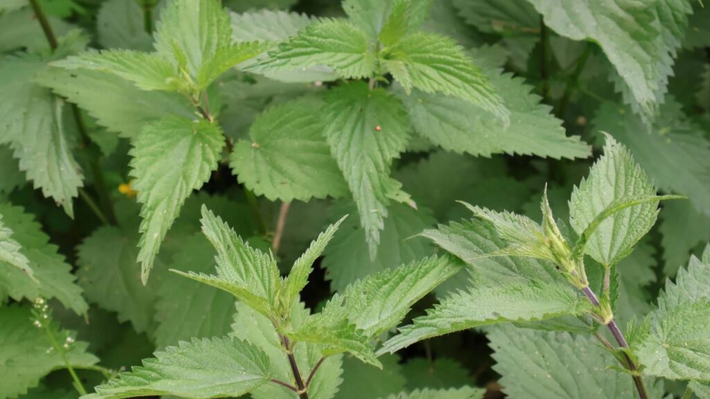 A planta medicinal surpreendente que fortalece o corpo e transforma a saúde