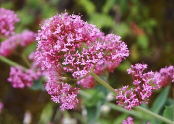 Essa planta relaxa, embeleza a casa e é perfeita para chás naturais