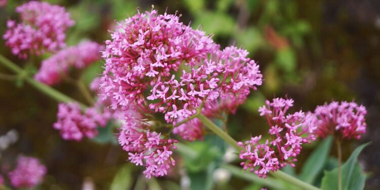 Essa planta relaxa, embeleza a casa e é perfeita para chás naturais