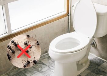 Mantenha o vaso sanitário livre de pragas com estas dicas infalíveis