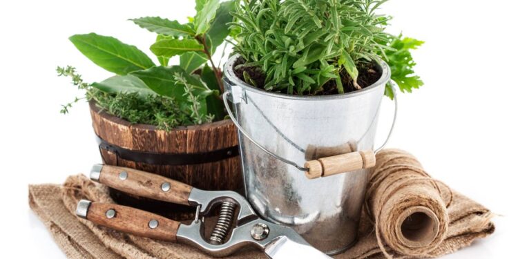 Aromática e um excelente repelente natural: esta planta ajuda a afastar os insetos