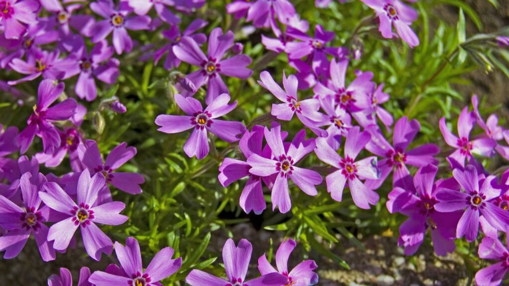 Verbena é o segredo natural para noites tranquilas e fígado protegido