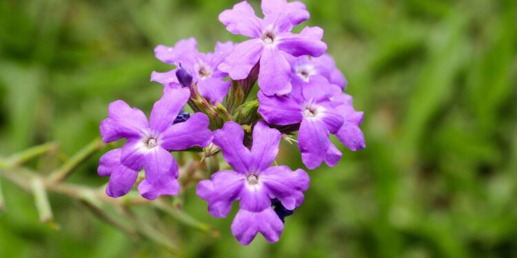 Verbena é o segredo natural para noites tranquilas e fígado protegido