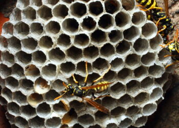 Como identificar e eliminar vespas nos móveis com segurança