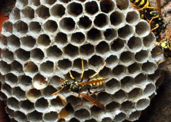 Não plante esta planta no seu jardim, ela é um ímã para vespas